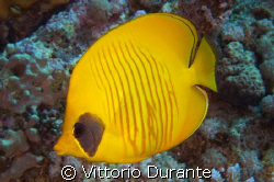 Chaetodon Semilarvatus by Vittorio Durante 